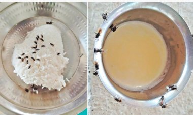 " ஈ"க்களின் தொல்லையால் கிராமத்தை காலி செய்யும் மக்கள் திருச்செங்கோடு அருகே தீராத பிரச்சனை