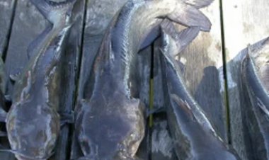 அடித்தது ஜாக்பாட்... அல்ல அல்ல குறையாமல் கிடைத்த செருப்பு கிளாத்தி மீன்..!!