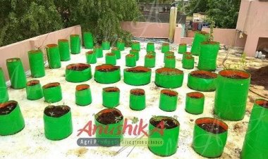 ஜீரோ பட்ஜெட்டில் மாடி தோட்டம்!! கத்தரிக்காய் முதல் டிராகன் ப்ரூட் வரை அறுவடையில் கலக்கும் சென்னை இல்லத்தரசி