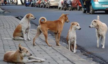 தமிழகத்தில் நோயுற்ற தெரு நாய்களை கருணைக் கொலை செய்ய அரசு அனுமதி!