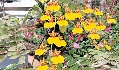 ஊட்டி கர்நாடக அரசு பூங்காவில் சுற்றுலா பயணிகளை கவரும் ‘நடன மங்கை’ ஆர்கிட் மலர்கள்