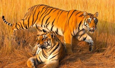 புலிகளைப் பாதுகாப்பதன் வழியே நம் காடுகளின் ஆன்மாவை நாம் பாதுகாக்கிறோம்: முதல்வர் ஸ்டாலின்