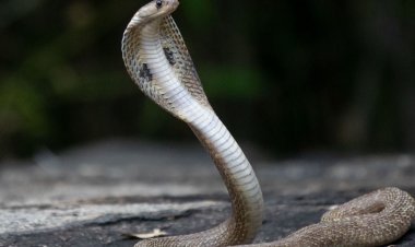 இந்தியாவில் ஒரு பாம்பு கூட இல்லாத மாநிலம் எது தெரியுமா..? 99% பேருக்கு தெரியாது..!