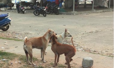 சென்னையில் தெருநாய்கள் தொல்லையை கட்டுப்படுத்த வேண்டும்: மாநகராட்சி கூட்டத்தில் கவுன்சிலர்கள் புகார்