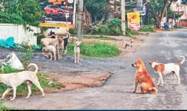 ஓசூரில் கடந்த 3 மாதங்களில் தெரு நாய்கள் கடித்து 446 பேர் பாதிப்பு!