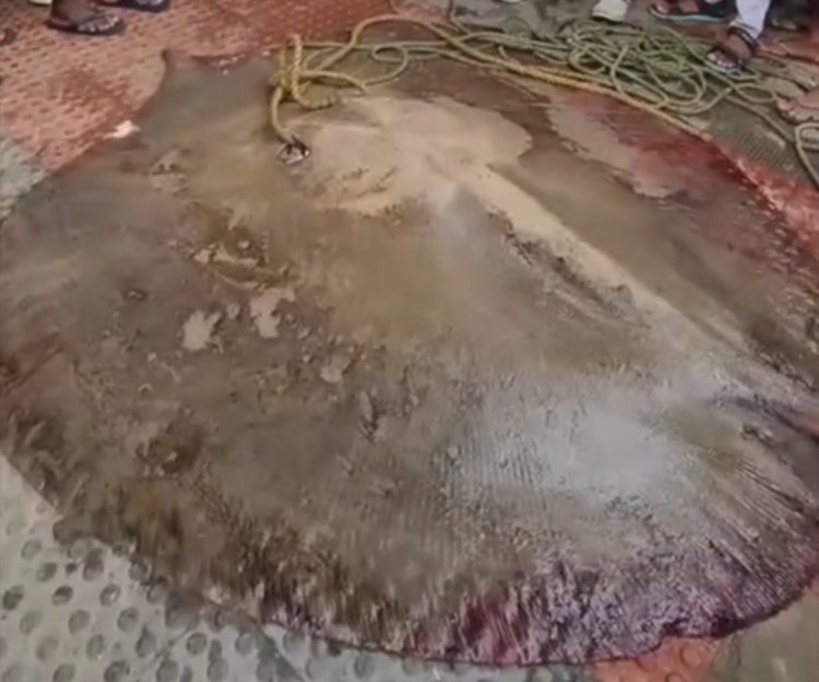 புதுச்சேரியில் மீனவர்கள் வலையில் சிக்கிய ராட்சத திருக்கை மீன்