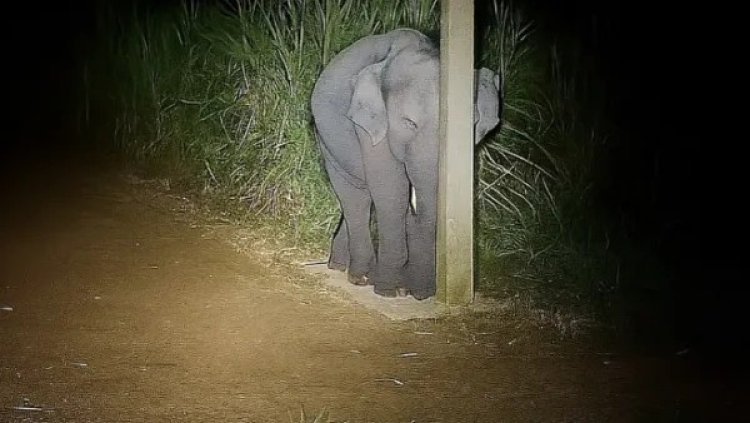 கரும்பு தோட்டத்தில் சுகர் பேபி! ஓனர் டார்ச் அடித்ததுமே கம்பத்தின் பின்னால் பதுங்கிய குட்டி யானை!