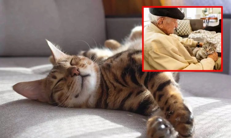 தனது பூனையை பார்த்து கொள்பவருக்கு முழு சொத்தையும் எழுதி வைப்பதாக கூறிய முதியவர்