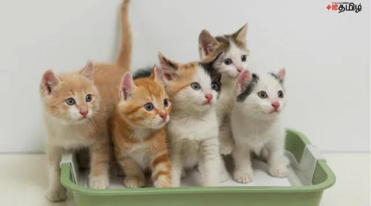 மன நிம்மதியைத் தரும் பூனைகள்... வெறும் செல்லப்பிராணிகள் அல்ல; கவலைகளைப் போக்கும் நண்பன்