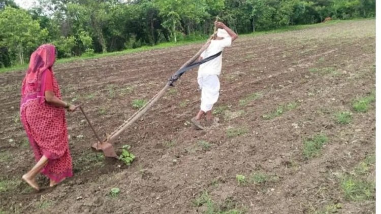மகாராஷ்டிரா: "உழவு மாடு வாங்க பணமில்லை..." - மனைவியின் துணையோடு கலப்பையால் தானே உழுத விவசாயி