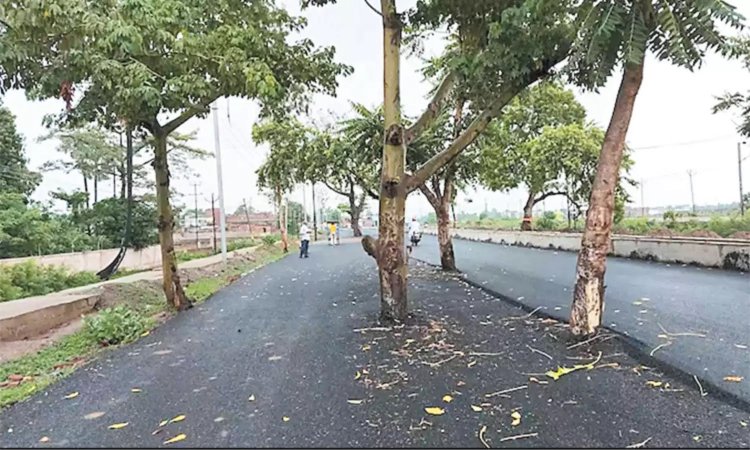 .100 கோடியில் அமைக்கப்பட்ட சாலையின் நடுவே மரங்கள் - வாகன ஓட்டிகள் அதிர்ச்சி