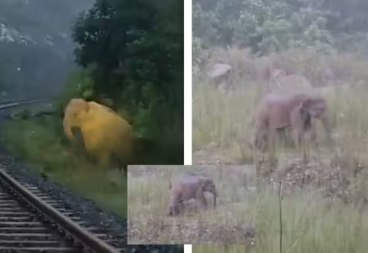 ஜார்க்கண்டில் தண்டவாளம் அருகே குட்டி ஈன்ற யானை; 2 மணி நேரம் ரயில் சேவையை நிறுத்தியதற்கு குவிகிறது பாராட்டு!