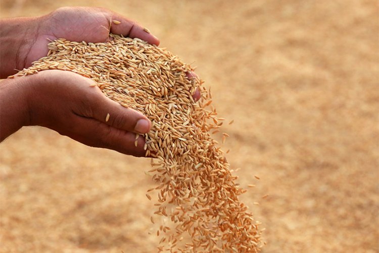 விவசாயிகளுக்கு வழங்கப்படாமல் இருந்த நெல் கொள்முதலுக்கான ரூ.810 கோடி விடுவிப்பு