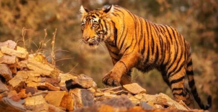 ஜங்கிள் புக்' இன்ஸ்பிரேஷன் முதல் இந்தியாவின் பழமையான பூங்கா வரை... அவசியம் காண வேண்டிய 10 தேசிய பூங்காக்கள்