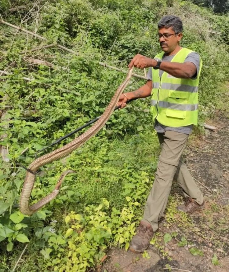 தமிழ்நாட்டில் வீட்டிற்குள் நுழையும் பாம்புகளை பிடிக்க புதிய செயலி அறிமுகம் - எவ்வாறு செயல்படும்?