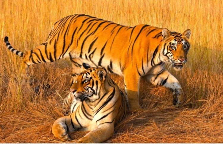 புலிகளைப் பாதுகாப்பதன் வழியே நம் காடுகளின் ஆன்மாவை நாம் பாதுகாக்கிறோம்: முதல்வர் ஸ்டாலின்