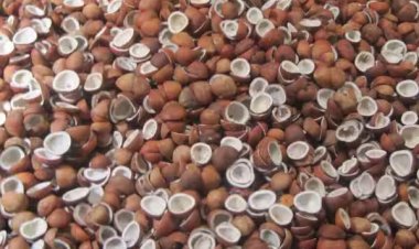 தேங்காய், கொப்பரை விலை சரிவு வரத்து அதிகரிப்பால் மாறிய நிலவரம்.