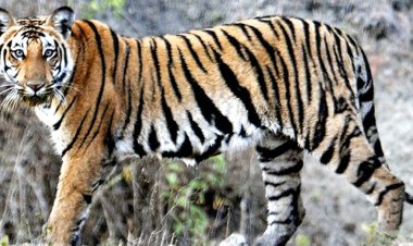 ஜார்க்கண்டில் வீட்டுக்குள் நுழைந்த புலியை பாதுகாப்பாக மீட்க உதவிய தந்தை, மகளுக்கு விருது!