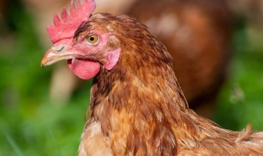 சேவல் கூவியதை கேட்டதே இல்லை- 100 ஆண்டுகளாக கோழிக்கறி சாப்பிடாத கிராம மக்கள்