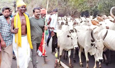 தடையை மீறி மலையேறி மாடு மேய்க்கும் போராட்டம் - சீமான் மீது வழக்குப்பதிவு