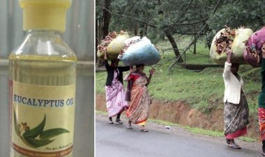 நலிவடைந்து வரும் நீலகிரி தைலம் தயாரிப்பு தொழில் - காரணம் என்ன