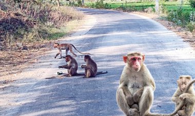 பள்ளிப்பட்டு விவசாய நிலங்கள், குடியிருப்பு பகுதிகளில் அட்டகாசம் செய்யும் குரங்குகளால் அவதி