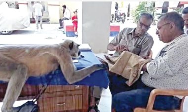 உ.பி.யில் காவல் நிலையத்தை காக்கும் லங்கூர் குரங்கு: ஆய்வாளர் மேசையில் அமர்ந்து பழங்களை உண்ணும் காட்சி வைரல்