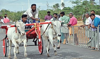 பழநி அருகே ரேக்ளா பந்​தயம்: சீறிப் பாய்ந்த காளைகள்