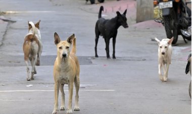 தெரு நாய்கள் அனைத்தையும் பிடித்து காப்பகங்களில் அடைக்க டெல்லி அரசுக்கு உச்ச நீதிமன்றம் உத்தரவு