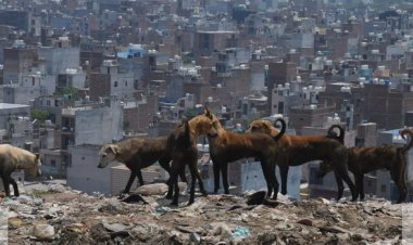 டெல்லியில் நாய்க்கடிக்கு 7 மாதங்களில் 26,000 பேர் பாதிப்பு: உச்ச நீதிமன்ற உத்தரவை செயல்படுத்த அரசு முடிவு