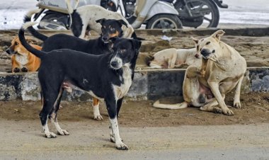 சென்னையில் நாய் கடி சம்பவத்தை தடுக்க எடுக்கப்பட்ட நடவடிக்கை என்ன? - அறிக்கை தாக்கல் செய்ய ஐகோர்ட் உத்தரவு