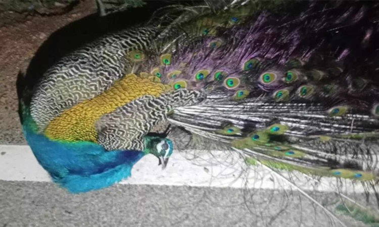 தூத்துக்குடியில் மின்சாரம் தாக்கி பலியாகும் மயில்கள்: நடவடிக்கை எடுக்க கோரிக்கை