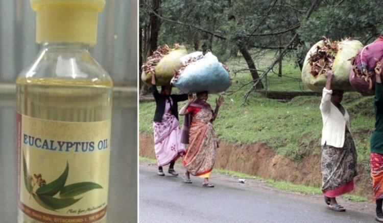 நலிவடைந்து வரும் நீலகிரி தைலம் தயாரிப்பு தொழில் - காரணம் என்ன