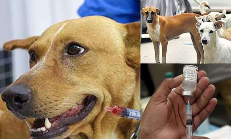 தெருக்களுக்கே சென்று நாய்களுக்கு தடுப்பூசி: ஆகஸ்ட் 9-ல் திட்டத்தை தொடங்குகிறது சென்னை மாநகராட்சி