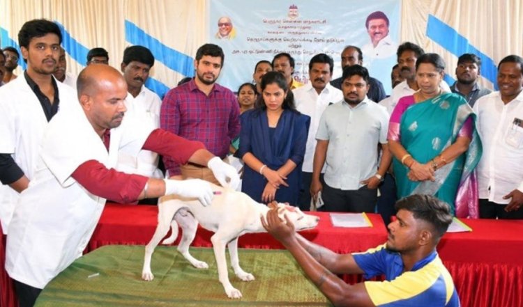 தெரு நாய்களுக்கு தடுப்பூசி திட்டத்தை சென்னை மேயர் பிரியா தொடங்கி வைத்தார்