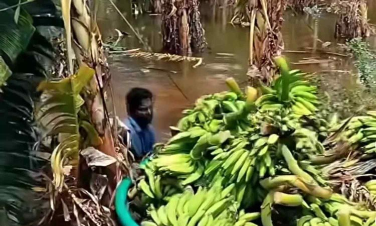 தொடர்ந்து நீர் சூழ்ந்து இருப்பதால் 10 ஆயிரம் வாழை மரங்கள் அழுகும் அபாயம்