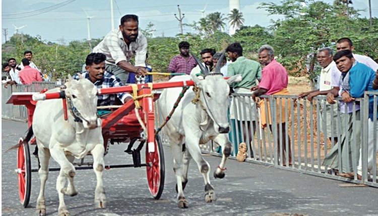பழநி அருகே ரேக்ளா பந்​தயம்: சீறிப் பாய்ந்த காளைகள்