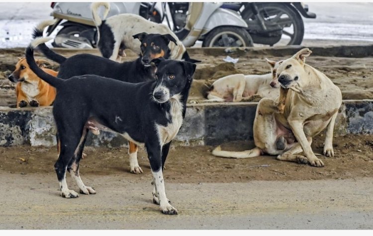 சென்னையில் நாய் கடி சம்பவத்தை தடுக்க எடுக்கப்பட்ட நடவடிக்கை என்ன? - அறிக்கை தாக்கல் செய்ய ஐகோர்ட் உத்தரவு