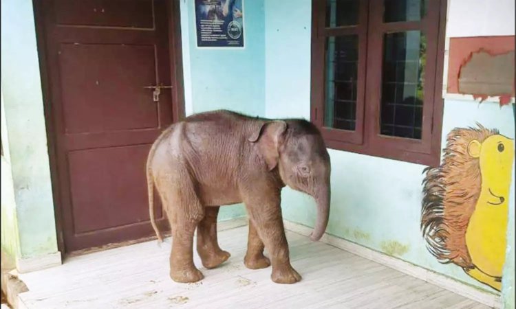 நானும் படிக்க வர்றேன்” அரசு பள்ளிக்குள் நுழைந்த குட்டி யானை
